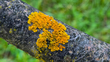 Common orange lichen, also known as yellow scale, maritime sunburst lichen and shore lichen...