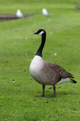 Obraz premium Close up of a Canada goose (branta canadensis)