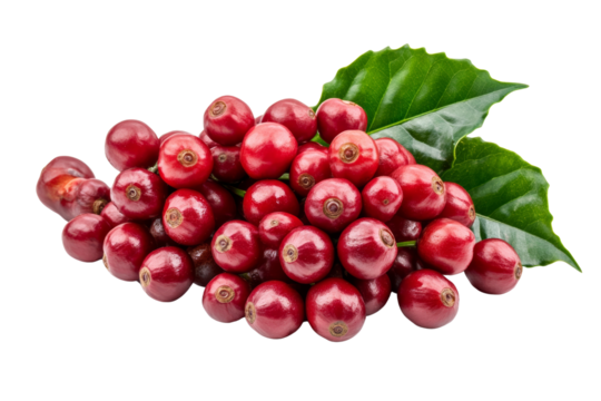 Freshly picked coffee cherries,Isolated on transparent background