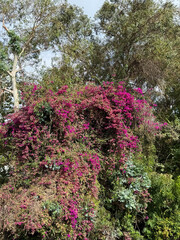 Huge tree-like bougainvillea plant