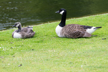 Obraz premium A Canada goose (branta canadensis) sitting by the waters edge with a gosling