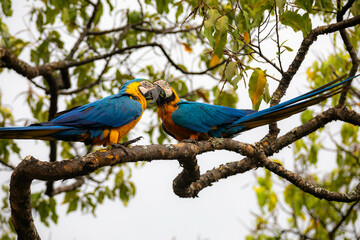 Wild tropical Brazilian Blue and Yellow Macaw. Blue and Yellow Macaw (Ara ararauna) 
