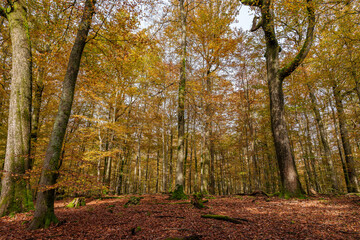 The Autumn Forest Canopy Displays Stunning Colors Above and Leaves Carpet the Ground Below