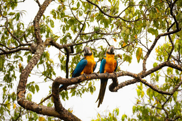 Wild tropical Brazilian Blue and Yellow Macaw. Blue and Yellow Macaw (Ara ararauna) 