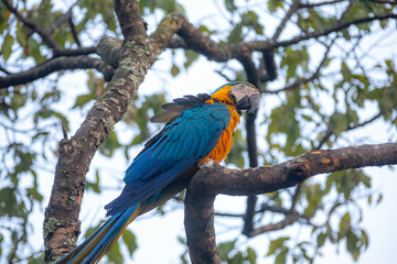 Wild tropical Brazilian Blue and Yellow Macaw. Blue and Yellow Macaw (Ara ararauna) 