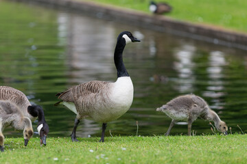 Obraz premium A Canada goose (branta canadensis) with goslings by the waters edge