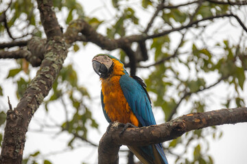 Wild tropical Brazilian Blue and Yellow Macaw. Blue and Yellow Macaw (Ara ararauna) 