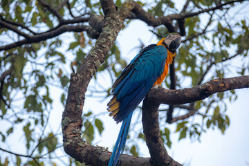 Wild tropical Brazilian Blue and Yellow Macaw. Blue and Yellow Macaw (Ara ararauna) 