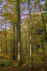 Obraz premium The Autumn Forest Canopy Displays Stunning Colors Above and Leaves Carpet the Ground Below