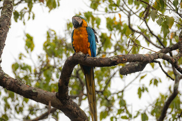 Wild tropical Brazilian Blue and Yellow Macaw. Blue and Yellow Macaw (Ara ararauna) 