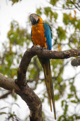 Wild tropical Brazilian Blue and Yellow Macaw. Blue and Yellow Macaw (Ara ararauna) 