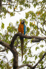 Wild tropical Brazilian Blue and Yellow Macaw. Blue and Yellow Macaw (Ara ararauna) 