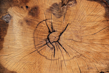 Texture of the centre of a cut tree trunk 