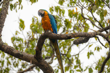 Wild tropical Brazilian Blue and Yellow Macaw. Blue and Yellow Macaw (Ara ararauna) 
