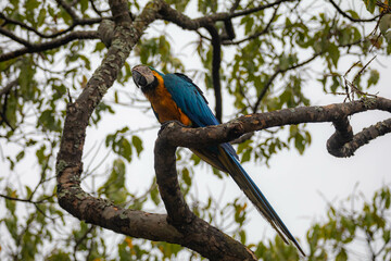 Wild tropical Brazilian Blue and Yellow Macaw. Blue and Yellow Macaw (Ara ararauna) 