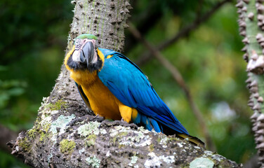 Wild tropical Brazilian Blue and Yellow Macaw. Blue and Yellow Macaw (Ara ararauna) 