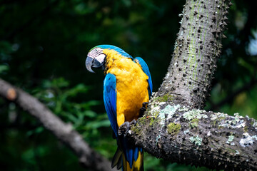 Wild tropical Brazilian Blue and Yellow Macaw. Blue and Yellow Macaw (Ara ararauna) 