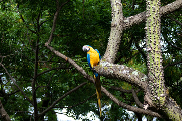 Wild tropical Brazilian Blue and Yellow Macaw. Blue and Yellow Macaw (Ara ararauna) 