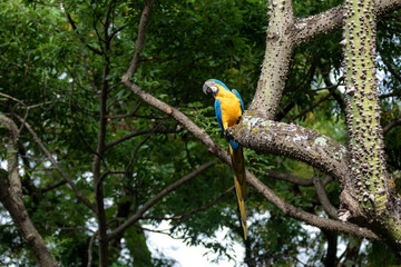 Wild tropical Brazilian Blue and Yellow Macaw. Blue and Yellow Macaw (Ara ararauna) 