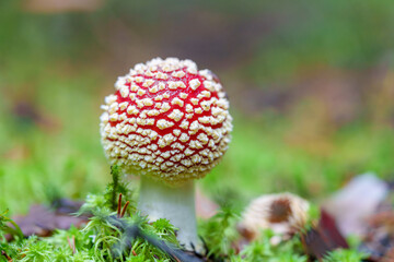 A Beautiful and Vibrant Red and White Mushroom Thriving in a Lush Forest Setting