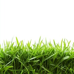 Fototapeta premium Green grass border on white background