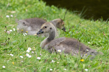 A Canada goose (branta canadensis) gosling sitting on the grass