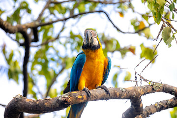 Wild tropical Brazilian Blue and Yellow Macaw. Blue and Yellow Macaw (Ara ararauna) 