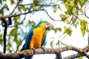 Wild tropical Brazilian Blue and Yellow Macaw. Blue and Yellow Macaw (Ara ararauna) 