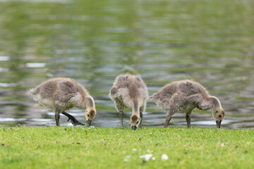 Canada goose (branta canadensis) goslings by the waters edge