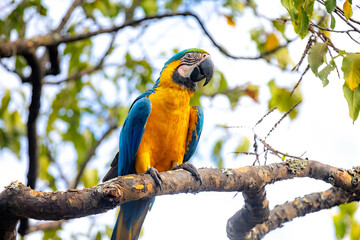 Wild tropical Brazilian Blue and Yellow Macaw. Blue and Yellow Macaw (Ara ararauna) 