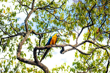 Wild tropical Brazilian Blue and Yellow Macaw. Blue and Yellow Macaw (Ara ararauna) 
