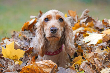 The dog sits in a large pile of fallen leaves. The concept of autumn.
