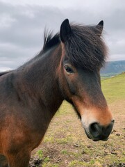Obraz premium Icelandic horse in a grass field