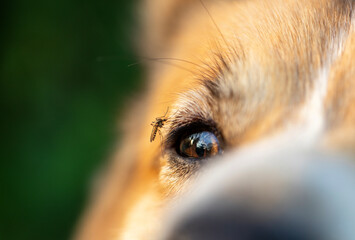 insect mosquito sits by the eye of a dog and drinks blood and bites the poor animal