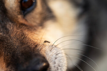 insect mosquito sits on the furry nose of a dog and drinks blood and bites the poor animal