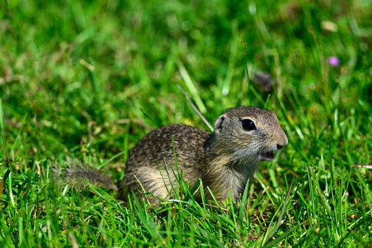 Europ&auml;ischer Ziesel - Jungtier // European ground squirrel - juvenile (Spermophilus citellus) - Donaudelta, Rum&auml;nien