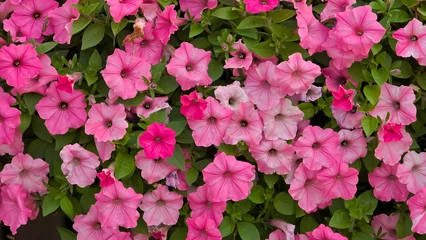 Fototapeten Pink Pink petunia flowers in full bloom, nestled amidst lush green foliage. Perfect for garden-themed designs, floral backgrounds, or nature-inspired projects.  © Dan