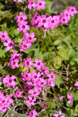 Pink wood sorrel flowers