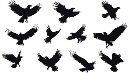 Obraz premium Eagle Silhouettes Set Wildlife Nature Bird Flight Wings Black White Design Illust