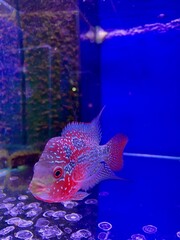 fish in aquarium © Natalia