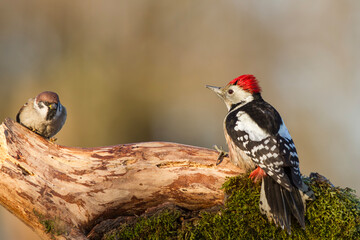 Dzięcioł średni (Dendrocoptes medius)