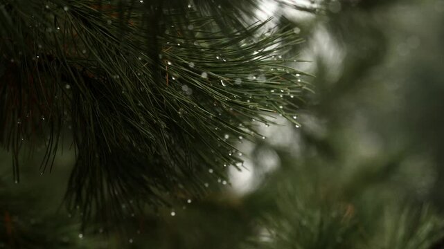 Raindrops close-up on branches.
Drops after rain macro photography.
Drops of water on a pine tree.
Rain in the forest.
Autumn forest in the mountains.
Rain in the mountains.
Drops, rain, forest, mount