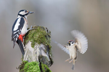 Dzięcioł duży, dzięcioł pstry większy, Dendrocopos major