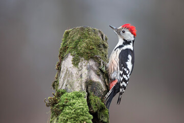 Dzięcioł średni (Dendrocoptes medius)