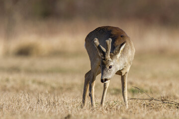 Sarna europejska (Capreolus capreolus)