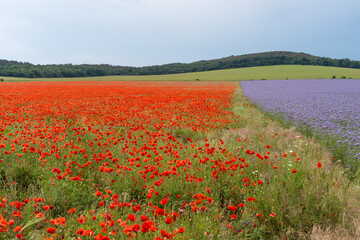 A meeting of a field of red poppies blooming in summer and purple lacy phacelia flowers
