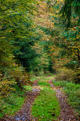 A Serene Autumn Forest Pathway Adorned with Beautiful Colorful Leaves Under the Sunlight