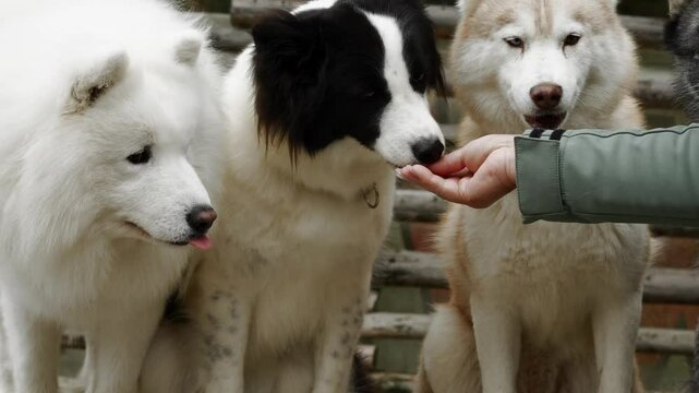 The dog handler feeds the dogs.
Obedient dogs sit on a bench and receive food.
Dog training.
Obedient huskies eat food.
Training with dogs.
Fluffy dogs.
Alaskan dogs on a walk