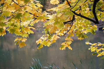 A branch of maple yellow leaves in autumn