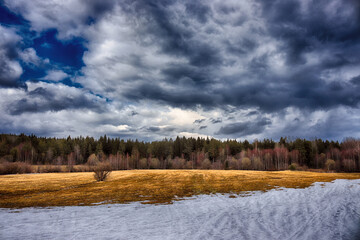 forest in the winter